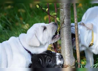 Shar-Pei x Labrador Mix Welpe Knut stellt sich vor......