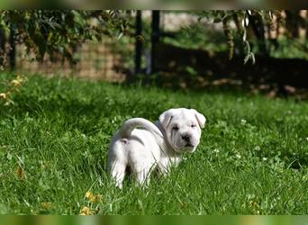 Shar-Pei x Labrador Mix Welpe Knut stellt sich vor......