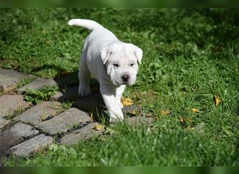 Shar-Pei x Labrador Mix Welpe Knut stellt sich vor......