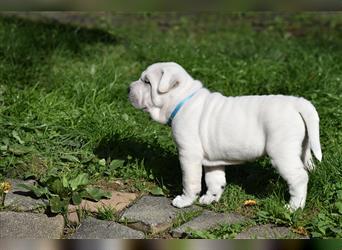 Shar-Pei x Labrador Mix Welpe Knut stellt sich vor......