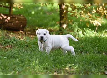 Shar-Pei x Labrador Mix Welpe Knut stellt sich vor......