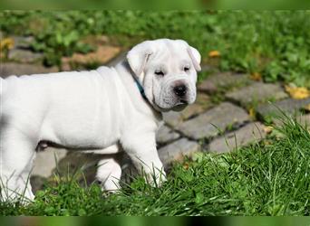 Shar-Pei x Labrador Mix Welpe Knut stellt sich vor......