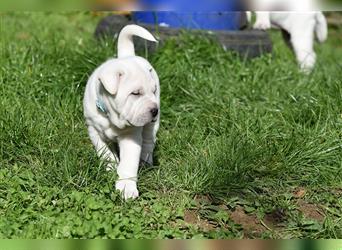 Shar-Pei x Labrador Mix Welpe Knut stellt sich vor......