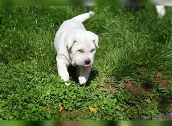 Shar-Pei x Labrador Mix Welpe Knut stellt sich vor......