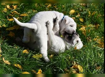 Shar-Pei x Labrador Mix Welpe Knut stellt sich vor......