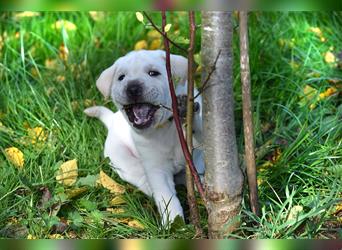 Shar-Pei x Labrador Mix Welpe Frenchy stellt sich vor......