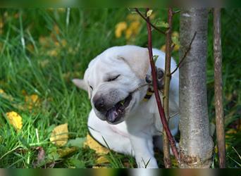 Shar-Pei x Labrador Mix Welpe Frenchy stellt sich vor......