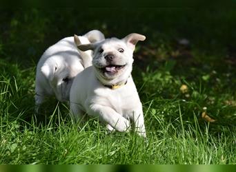 Shar-Pei x Labrador Mix Welpe Frenchy stellt sich vor......