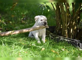 Shar-Pei x Labrador Mix Welpe Frenchy stellt sich vor......