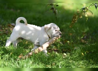 Shar-Pei x Labrador Mix Welpe Frenchy stellt sich vor......