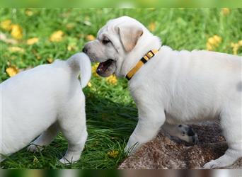 Shar-Pei x Labrador Mix Welpe Frenchy stellt sich vor......