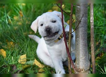 Shar-Pei x Labrador Mix Welpe Frenchy stellt sich vor......