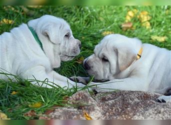 Shar-Pei x Labrador Mix Welpe Frenchy stellt sich vor......