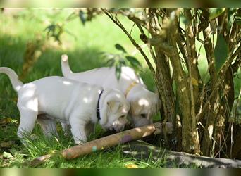 Shar-Pei x Labrador Mix Welpe Frenchy stellt sich vor......