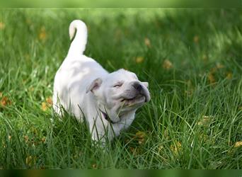 Shar-Pei x Labrador Mix Welpe Batida stellt sich vor......