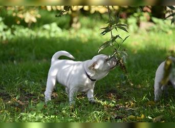 Shar-Pei x Labrador Mix Welpe Batida stellt sich vor......