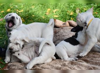 Shar-Pei x Labrador Mix Welpe Batida stellt sich vor......