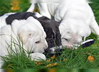 Shar-Pei x Labrador Mix Welpe Batida stellt sich vor......