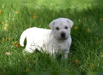 Shar-Pei x Labrador Mix Welpe Batida stellt sich vor......