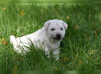 Shar-Pei x Labrador Mix Welpe Batida stellt sich vor......