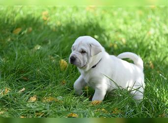 Shar-Pei x Labrador Mix Welpe Batida stellt sich vor......