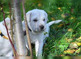 Shar-Pei x Labrador Mix Welpe Batida stellt sich vor......