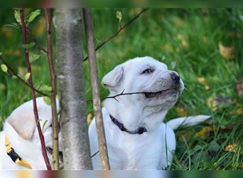 Shar-Pei x Labrador Mix Welpe Batida stellt sich vor......