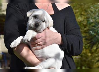 Shar-Pei x Labrador Mix Welpe Batida stellt sich vor......