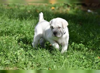 Shar-Pei x Labrador Mix Welpe Batida stellt sich vor......