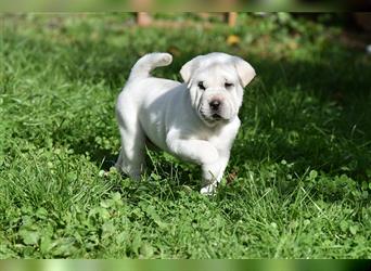 Shar-Pei x Labrador Mix Welpe Batida stellt sich vor......