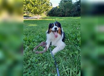 Australien Shepherd - Miro (4,5 Jahre) sucht neues zu Hause