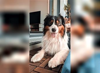 Australien Shepherd - Miro (4,5 Jahre) sucht neues zu Hause