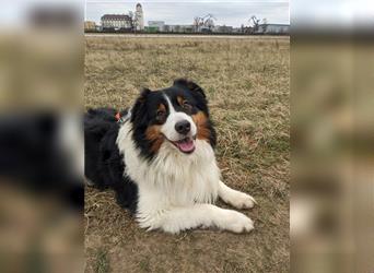 Australien Shepherd - Miro (4,5 Jahre) sucht neues zu Hause