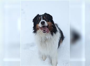 Australien Shepherd - Miro (4,5 Jahre) sucht neues zu Hause