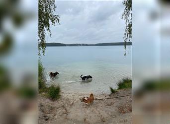 Lizu eine sehr liebe verkuschelte Hündin, sucht ein Zuhause