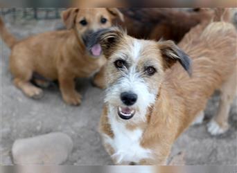 Lizu eine sehr liebe verkuschelte Hündin, sucht ein Zuhause