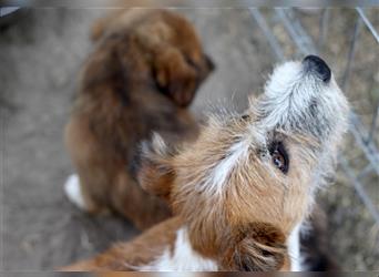 Lizu eine sehr liebe verkuschelte Hündin, sucht ein Zuhause