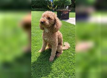 Labradoodle Medium Zwerg F1