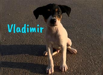 Vladimir 05/2024 (Pflegestelle Österreich) - neugieriger, süßer Bodeguero-Pinscher Mix Welpe!