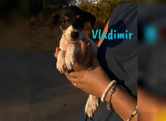 Vladimir 05/2024 (Pflegestelle Österreich) - neugieriger, süßer Bodeguero-Pinscher Mix Welpe!