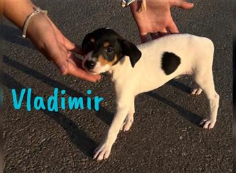 Vladimir 05/2024 (Pflegestelle Österreich) - neugieriger, süßer Bodeguero-Pinscher Mix Welpe!