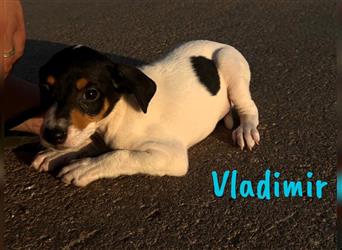 Vladimir 05/2024 (Pflegestelle Österreich) - neugieriger, süßer Bodeguero-Pinscher Mix Welpe!