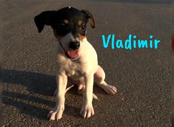 Vladimir 05/2024 (Pflegestelle Österreich) - neugieriger, süßer Bodeguero-Pinscher Mix Welpe!