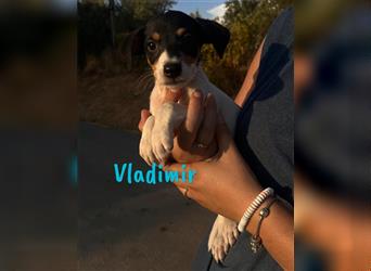 Vladimir 05/2024 (Pflegestelle Österreich) - neugieriger, süßer Bodeguero-Pinscher Mix Welpe!