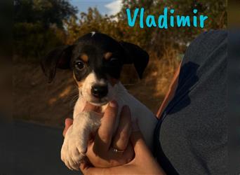 Vladimir 05/2024 (Pflegestelle Österreich) - neugieriger, süßer Bodeguero-Pinscher Mix Welpe!