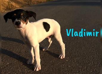 Vladimir 05/2024 (Pflegestelle Österreich) - neugieriger, süßer Bodeguero-Pinscher Mix Welpe!