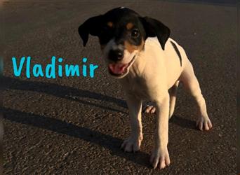 Vladimir 05/2024 (Pflegestelle Österreich) - neugieriger, süßer Bodeguero-Pinscher Mix Welpe!