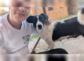 Powerpaket Laika, 1 Jahr, sucht ihresgleichen