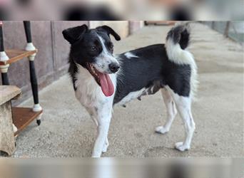 Powerpaket Laika, 1 Jahr, sucht ihresgleichen