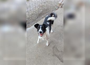 Powerpaket Laika, 1 Jahr, sucht ihresgleichen